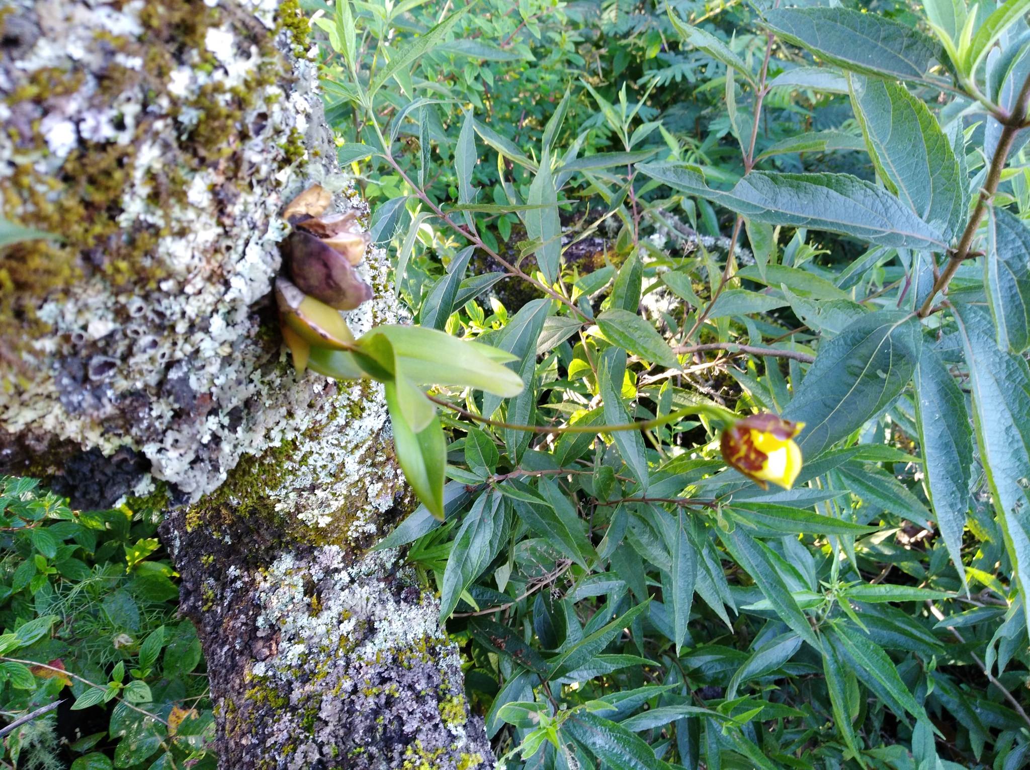 Oncidium tigrinum